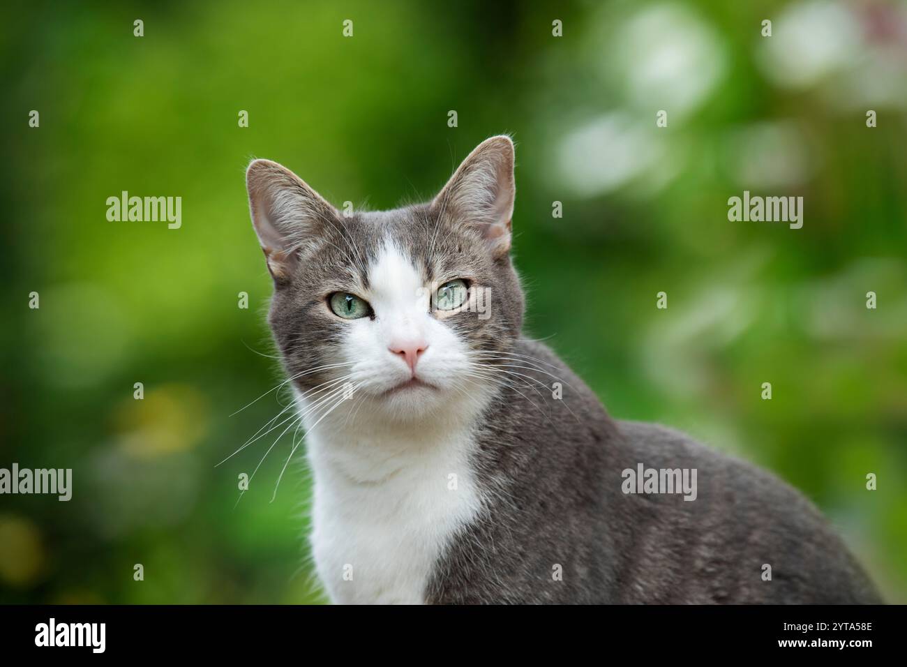 Young tabby cat in the garden Stock Photo - Alamy