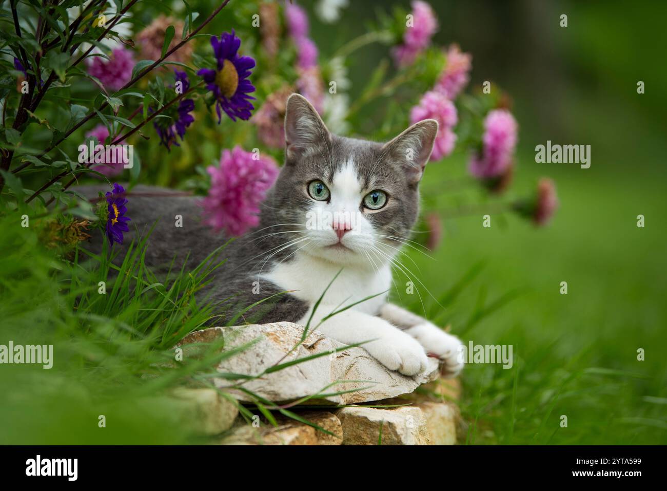 Young tabby cat in the garden Stock Photo - Alamy