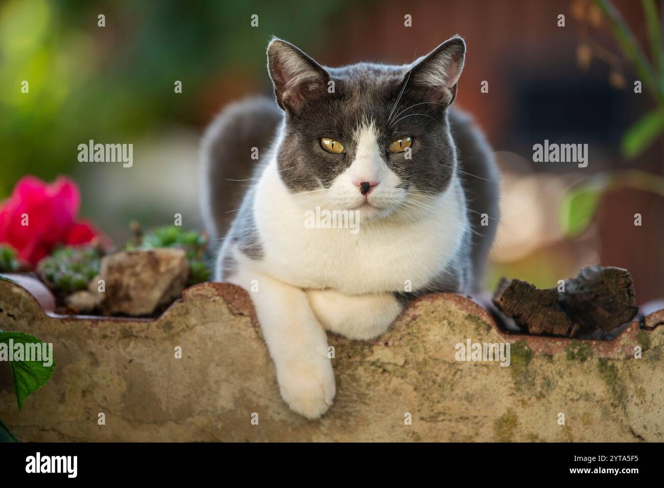Grey and white cat lying on a garden wall Stock Photo - Alamy