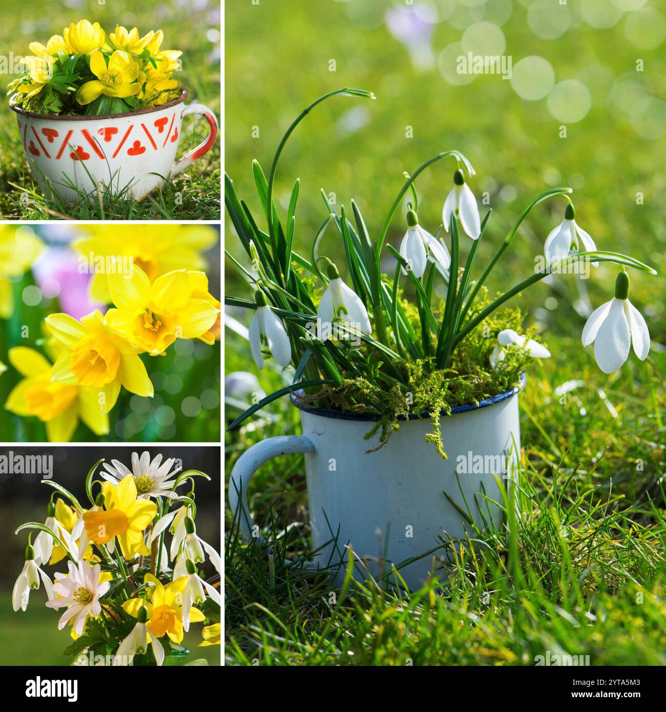 Spring flowers collage Stock Photo - Alamy