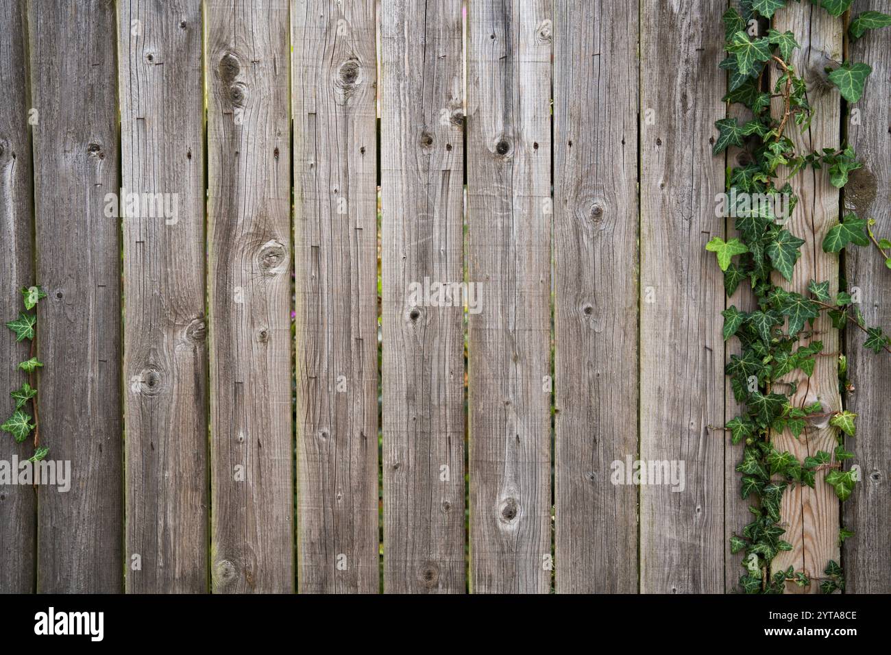 Weathered gray picket fence from wooden vertical panels and ivy ...