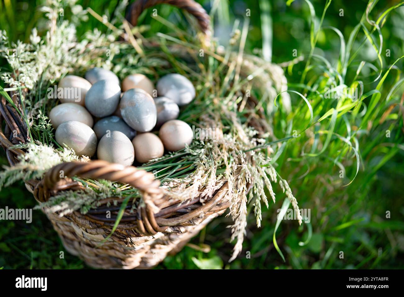 Big wicker basket in meadow, filled with pastel eggs on top of a bed of grasses. Top view. Stock Photo