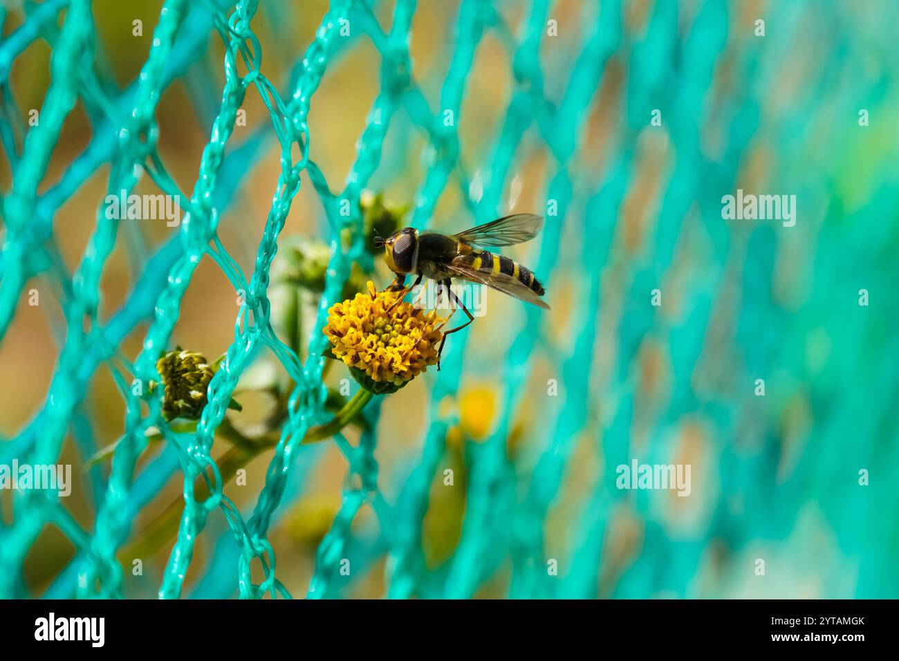 Sphaerophoria scripta. Long Hoverfly. Macro nature. Stock Photo