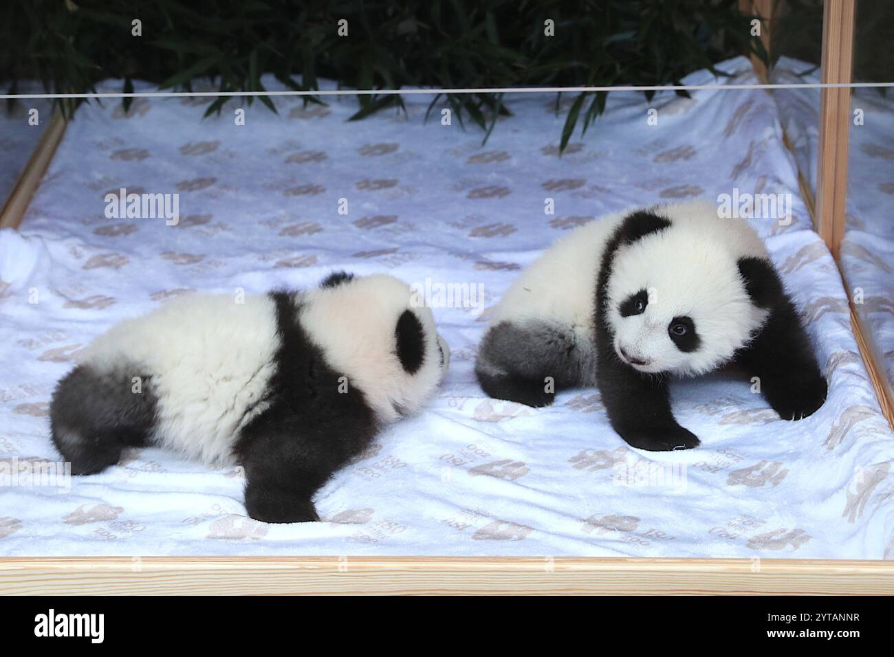 Image Meng Zhe image beautiful - Tian tian panda hi-res stock photography and images - Page 4 - Alamy