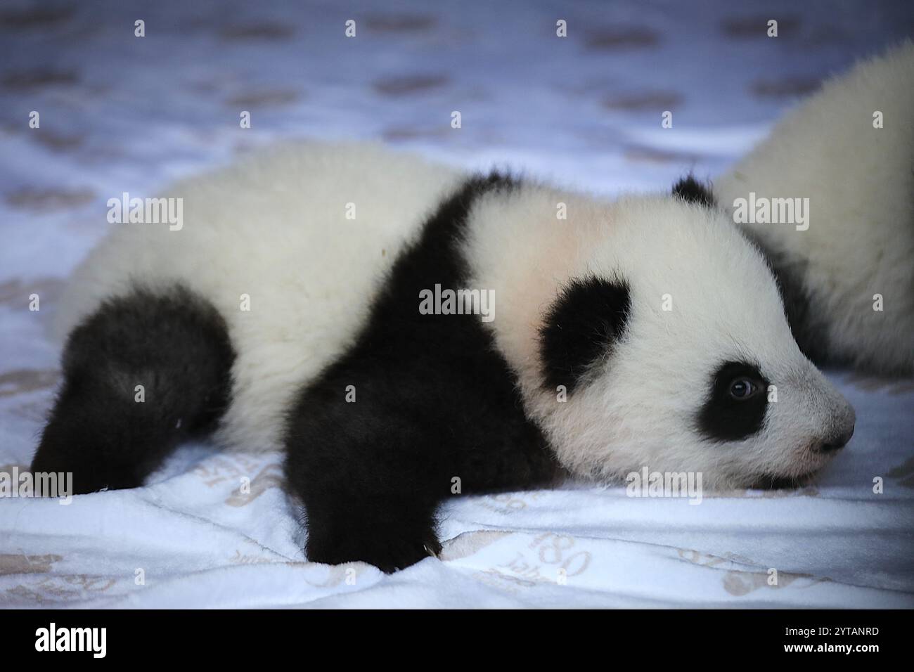 Image Meng Zhe image beautiful image beautiful image beautiful - Meng tian hi-res stock photography and images - Alamy