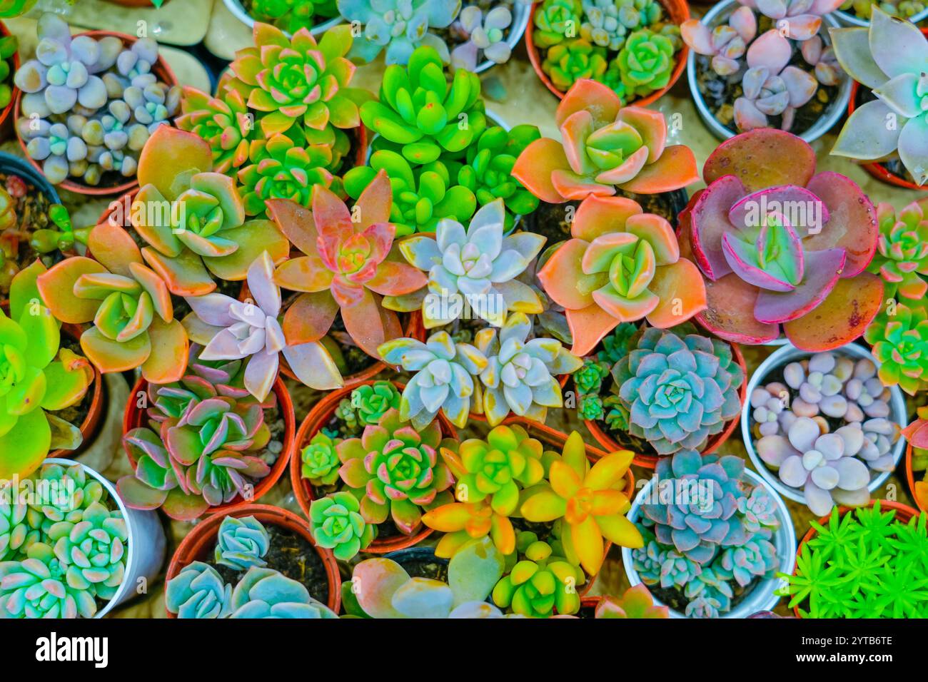 Various succulents in pots hi-res stock photography and images - Alamy