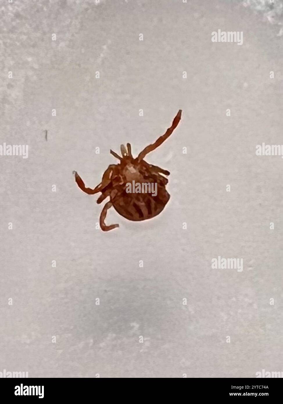 Lone Star Tick (Amblyomma americanum) Stock Photo