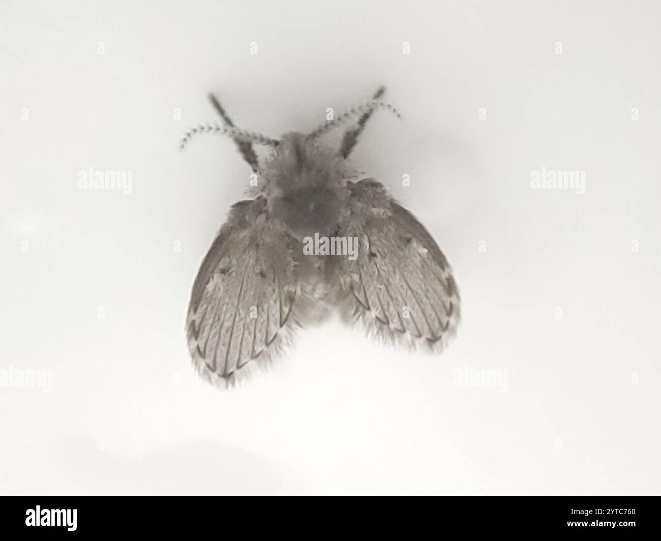 Bathroom Moth Fly (Clogmia albipunctata Stock Photo - Alamy