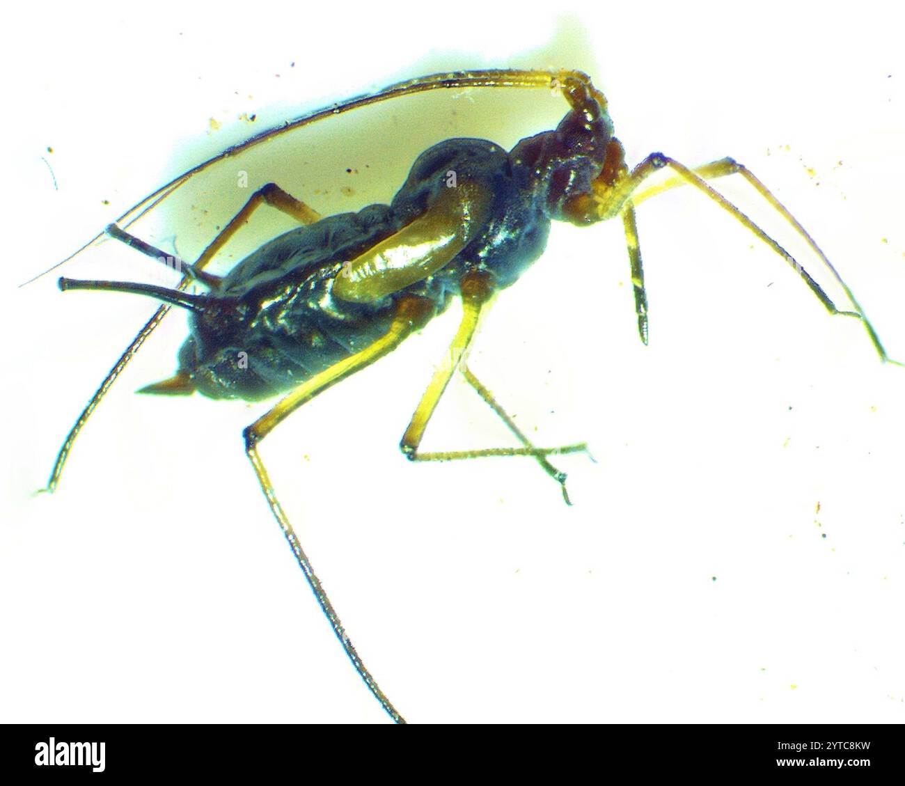 Wingstem Dead Northern Wingstem Aphid (Uroleucon rurale Stock Photo - Alamy
