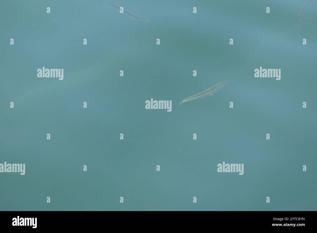 Ray-finned Fishes (Actinopterygii Stock Photo - Alamy