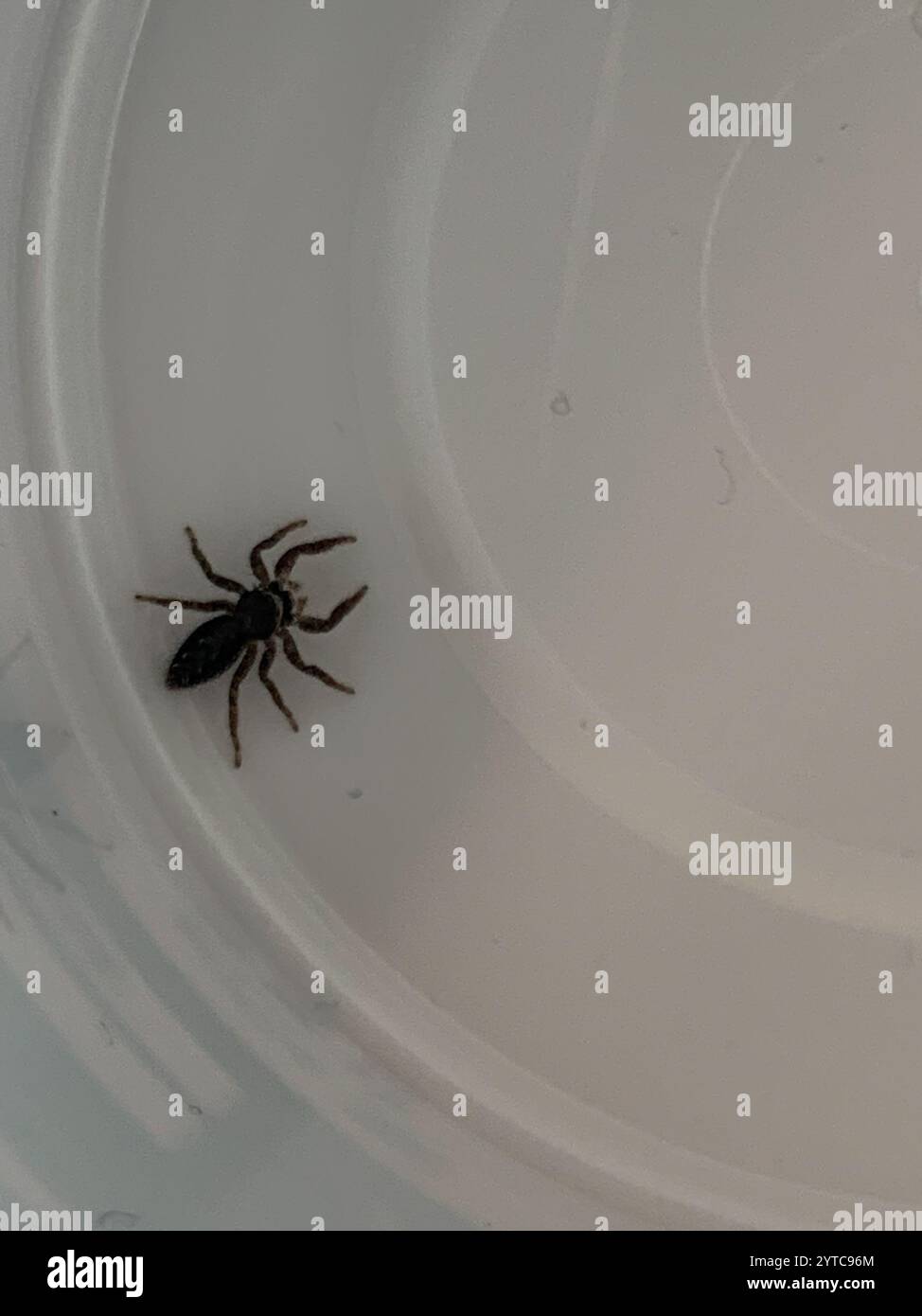 Californias Hidden Gem The Flattened Jumping Spider - m18yswt