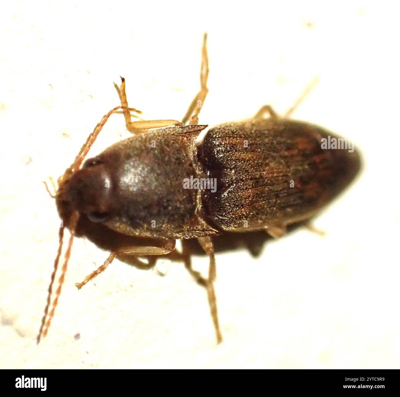 Click Beetles (Elateridae Stock Photo - Alamy
