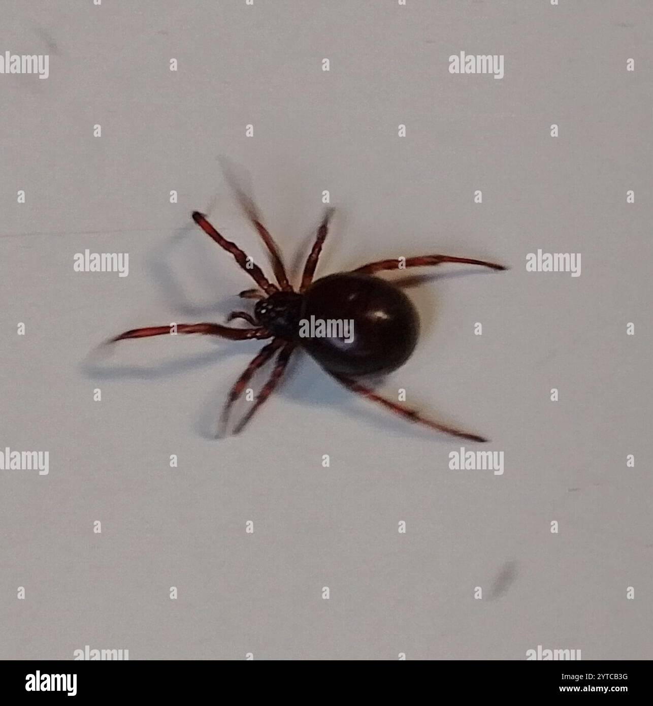 Rabbit Hutch Spider Steatoda Bipunctata Stock Photo Alamy rabbit-hutch-spider-steatoda-bipunctata-stock-photo-alamy