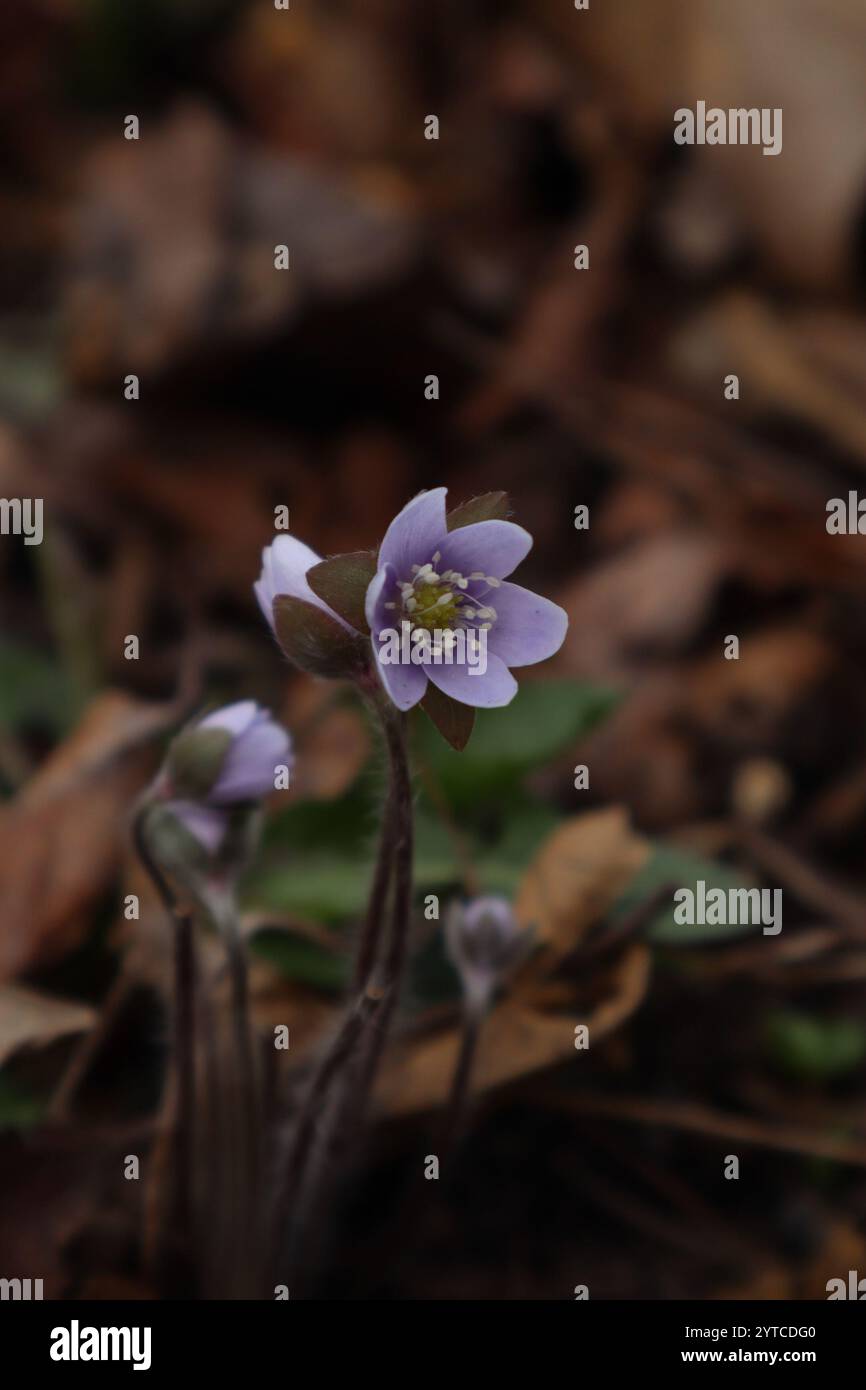 sharp-lobed hepatica (Hepatica acutiloba Stock Photo - Alamy