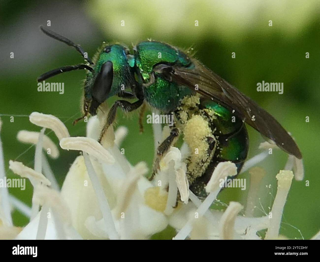 Pure Green Sweat bee (Augochlora pura) Stock Photo