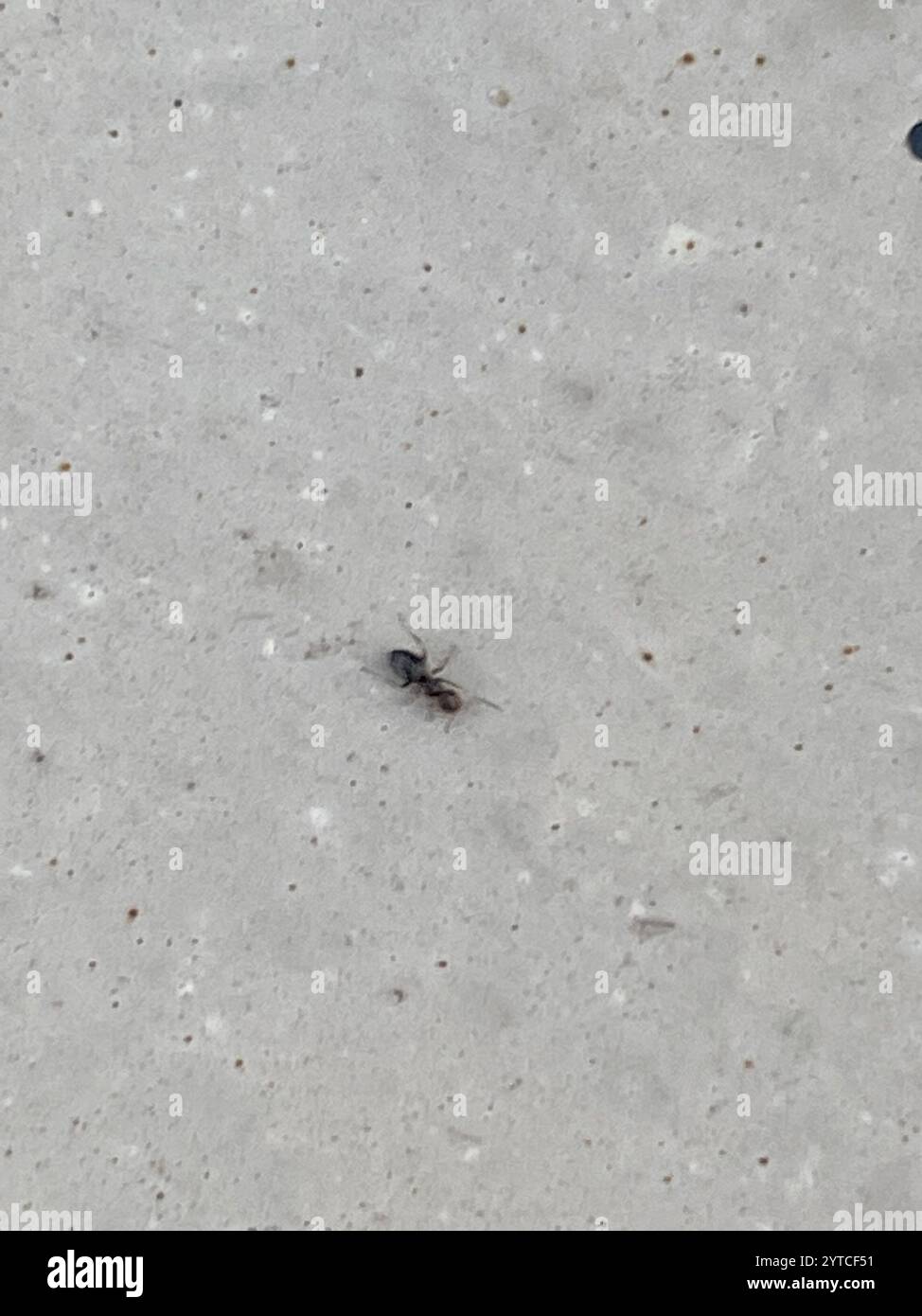 Dark Rover Ant Dark rover ant hi-res stock photography and images - Alamy