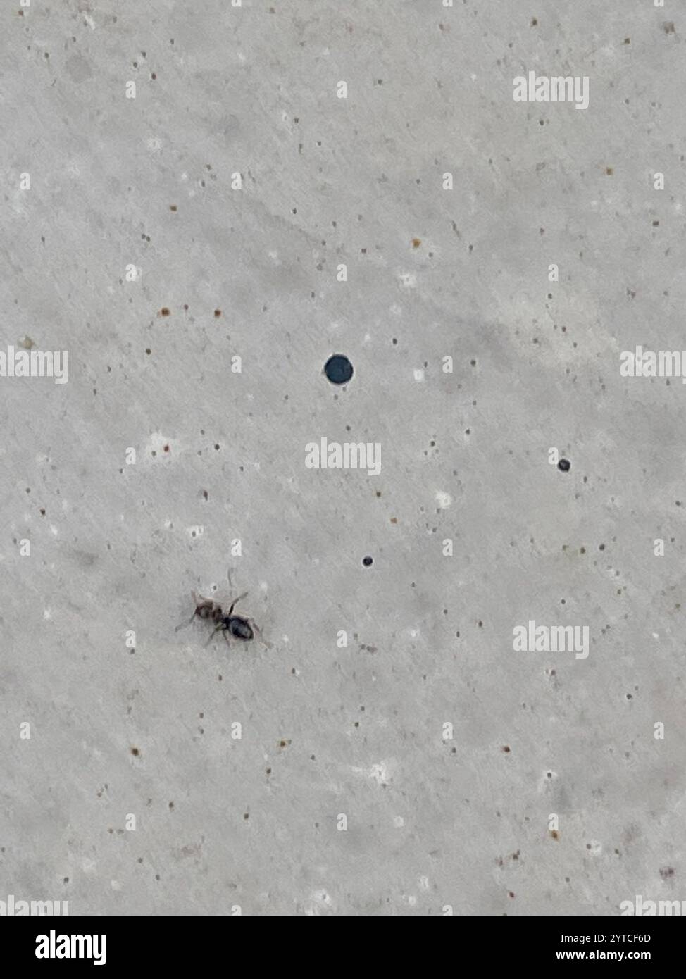 Dark Rover Ant Dark rover ant hi-res stock photography and images - Alamy