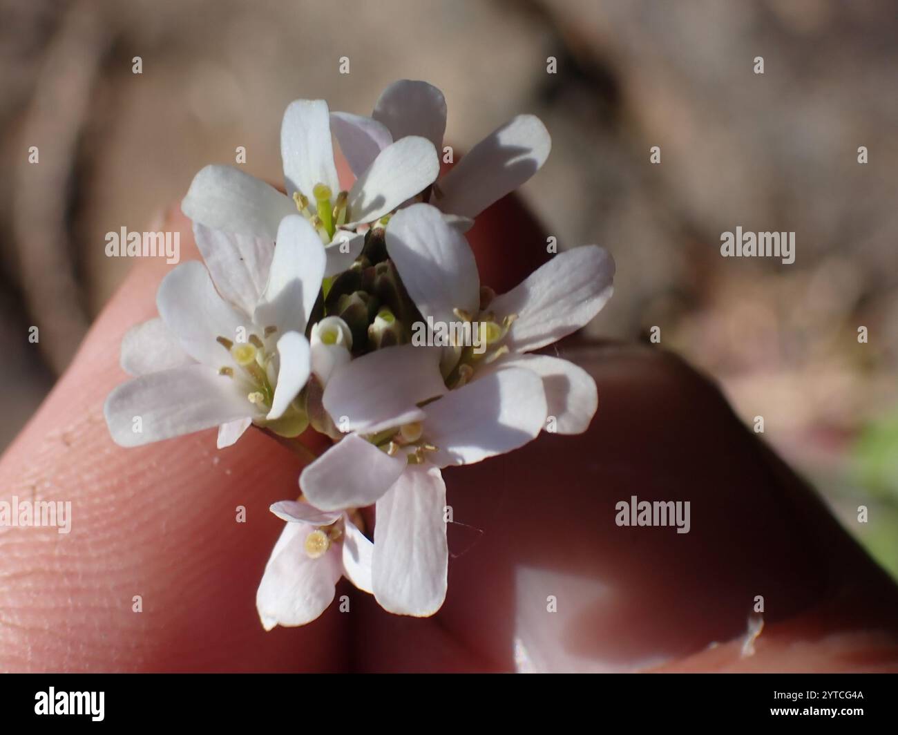 drummond's rockcress (Boechera stricta Stock Photo - Alamy