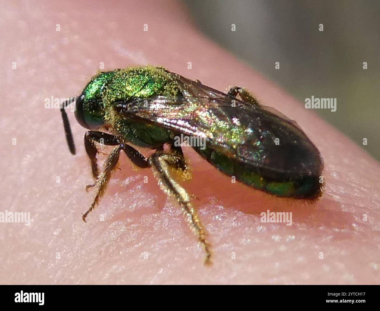 Pure Green Sweat bee (Augochlora pura) Stock Photo