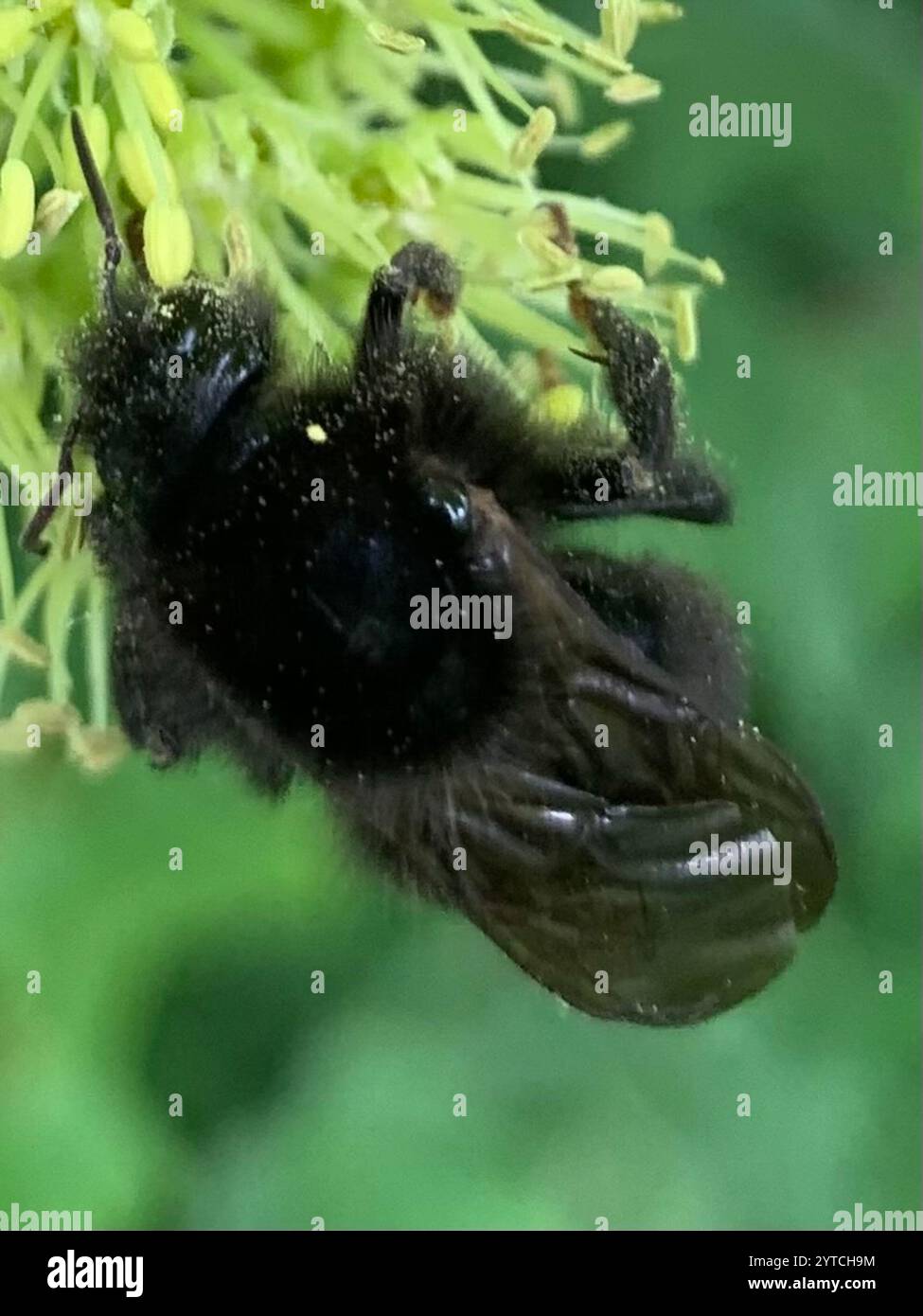 Bombus rupestris hi-res stock photography and images - Alamy