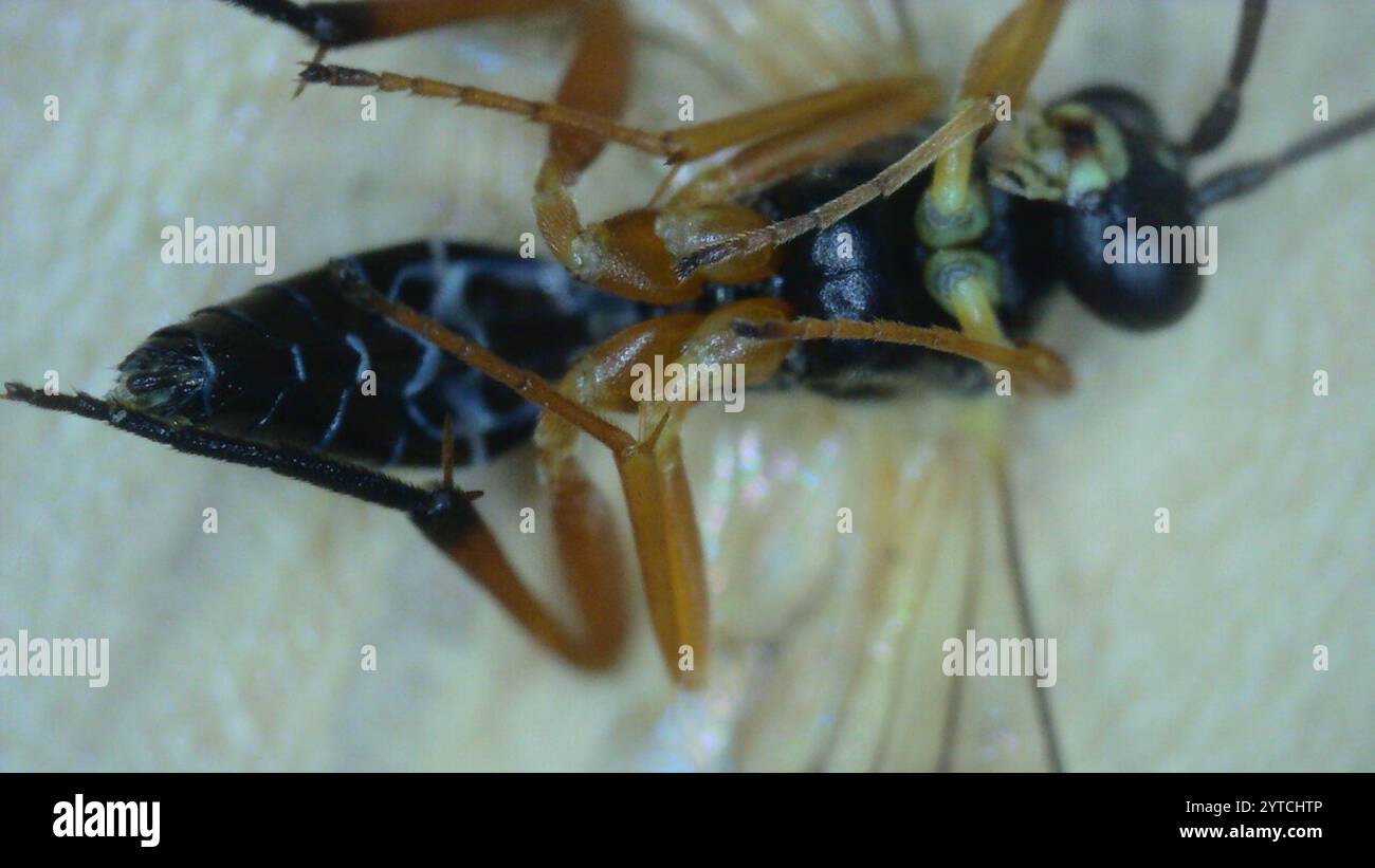 Hover Fly Parasitoid Wasps (Diplazontinae Stock Photo - Alamy