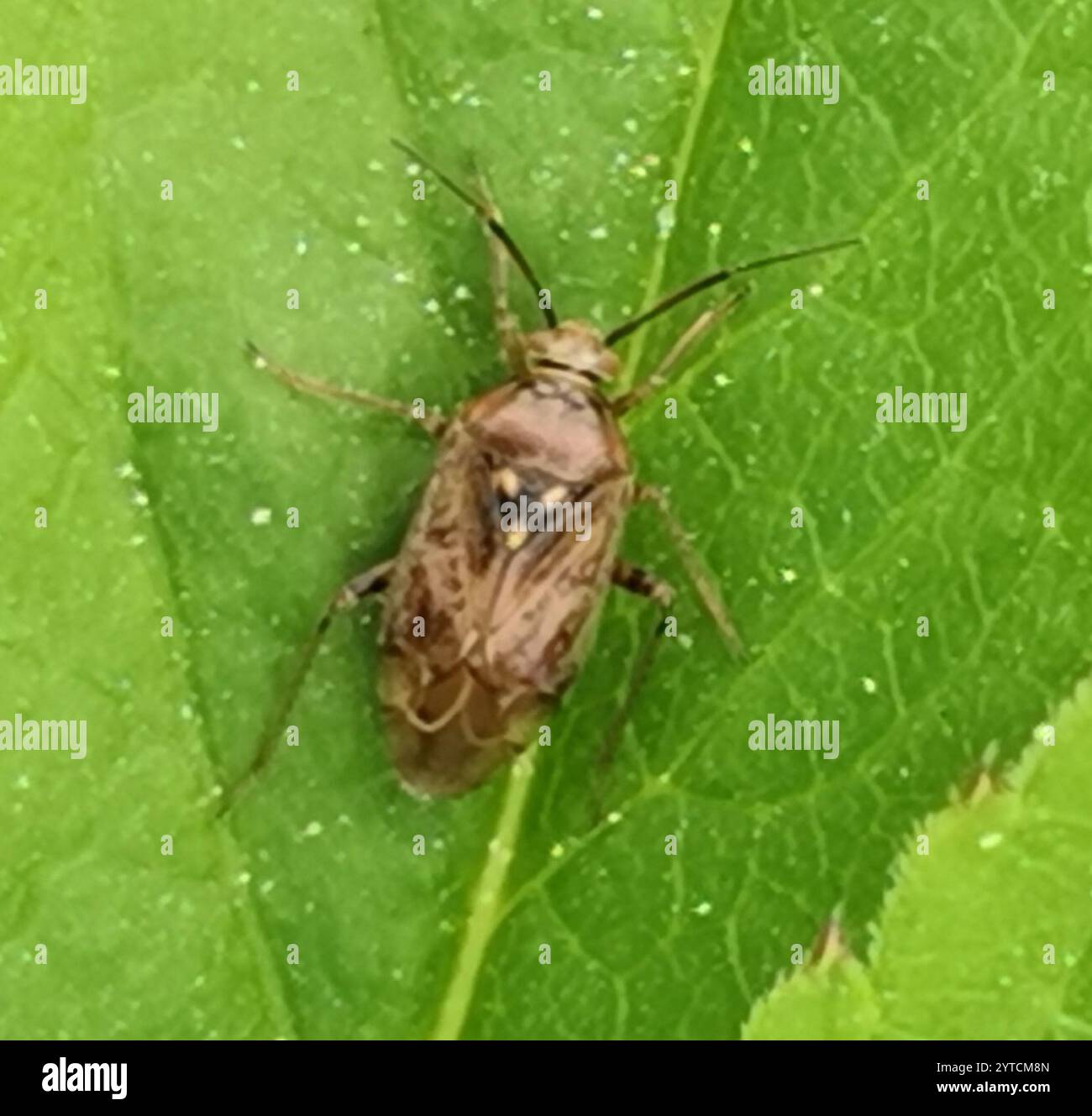 European Tarnished Plant Bug (Lygus rugulipennis Stock Photo - Alamy