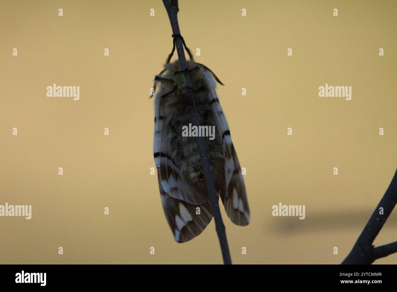 Endromis hi-res stock photography and images - Alamy