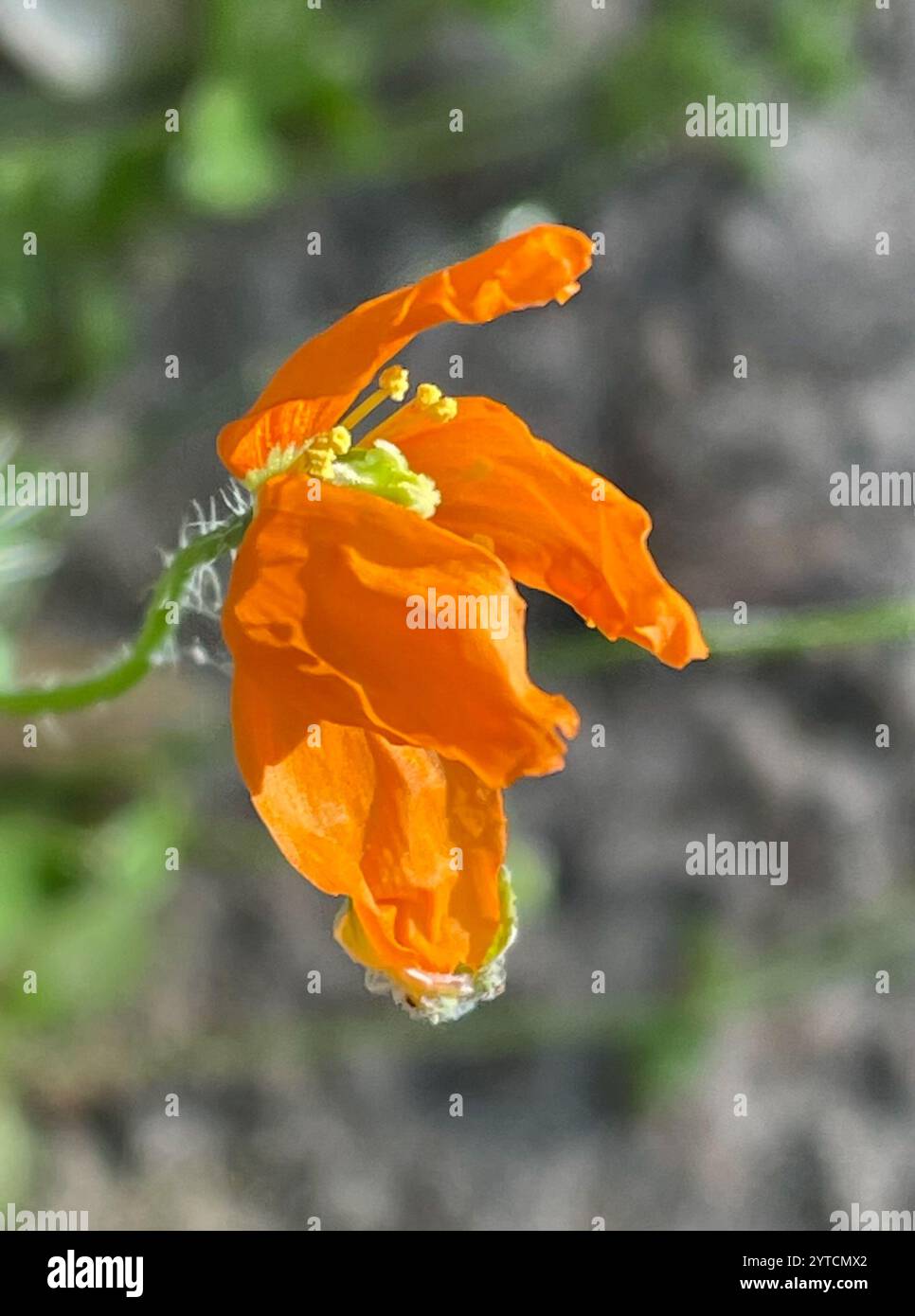 Papaver californicum hi-res stock photography and images - Alamy