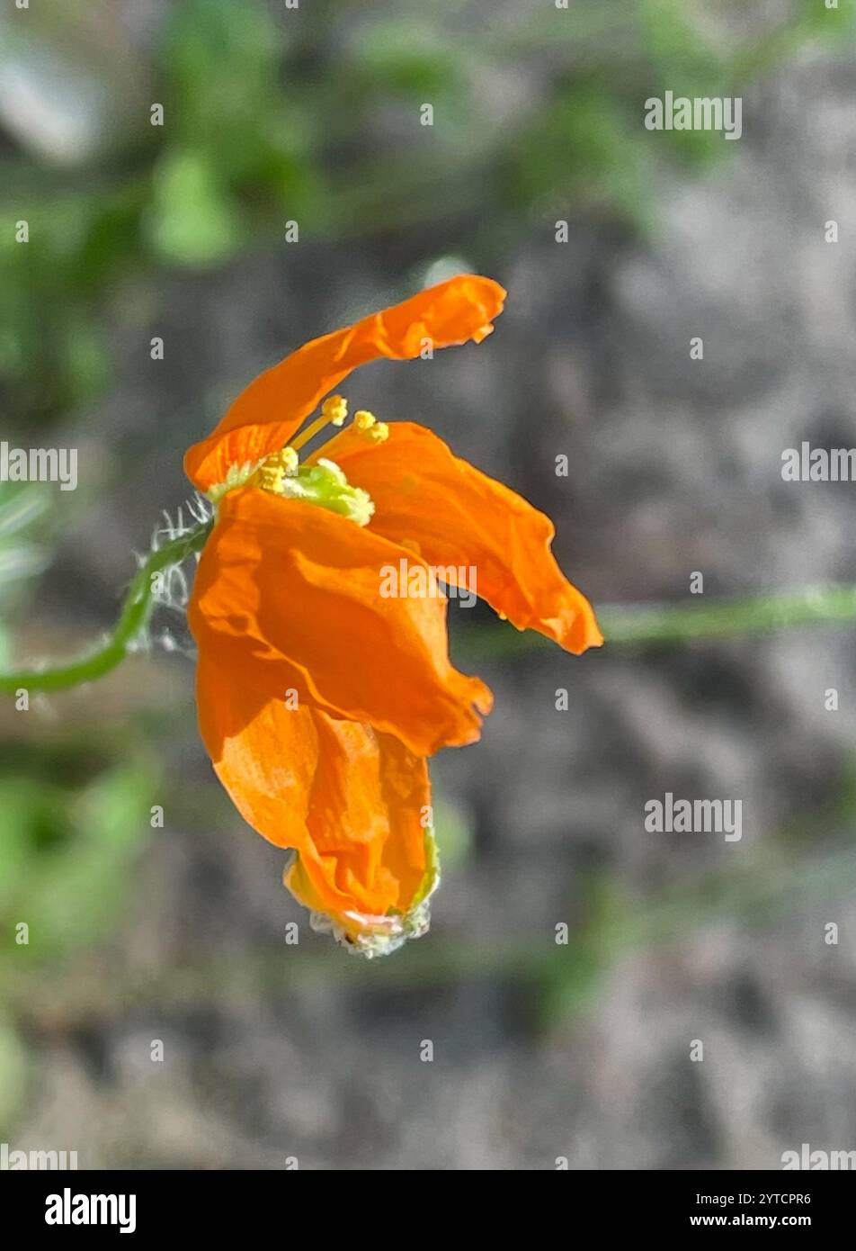 Papaver californicum hi-res stock photography and images - Alamy