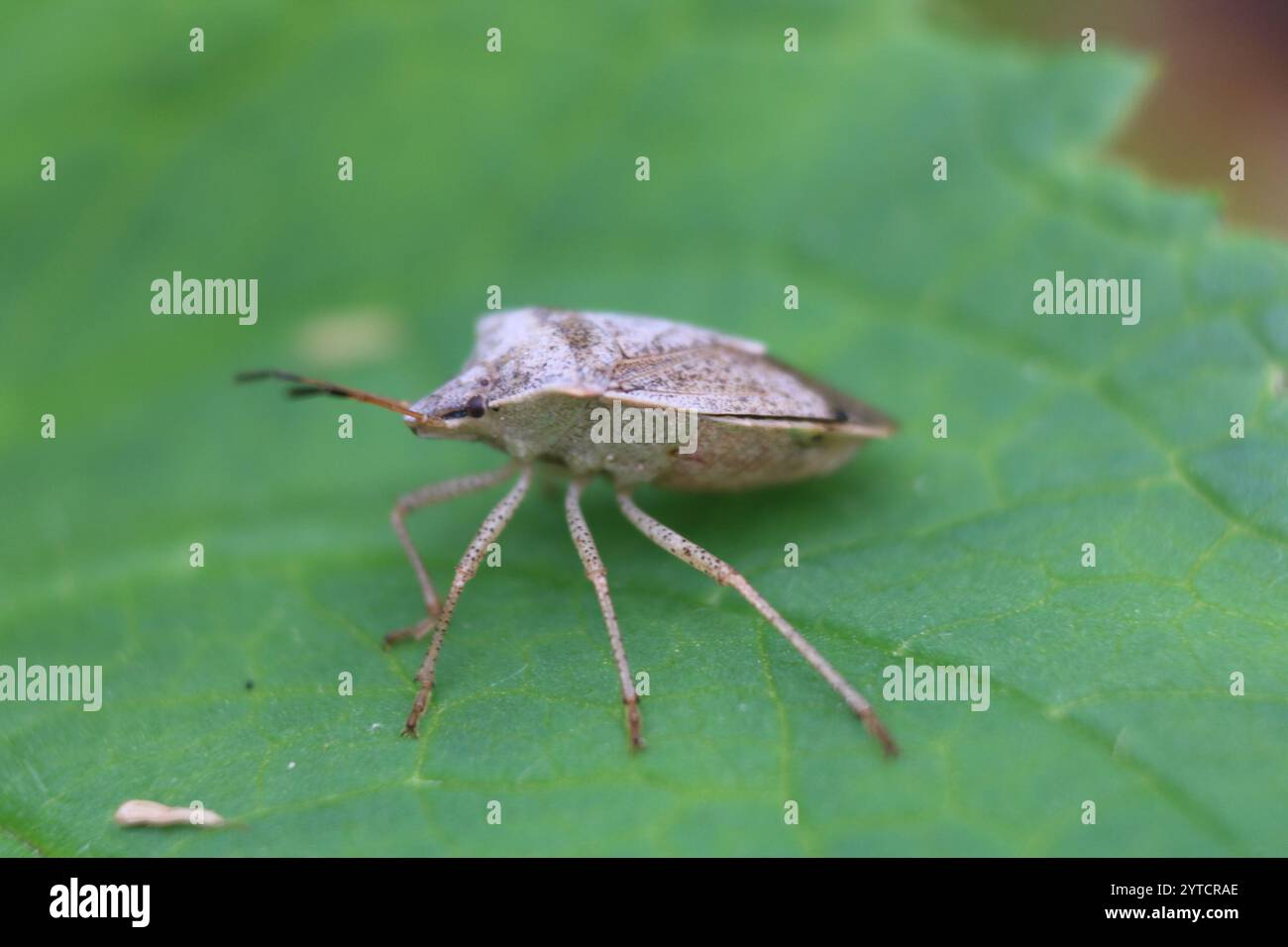 Brown Stink Bugs (Euschistus Stock Photo - Alamy