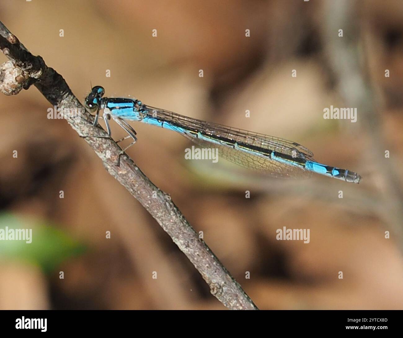 Azure Bluet (Enallagma aspersum Stock Photo - Alamy