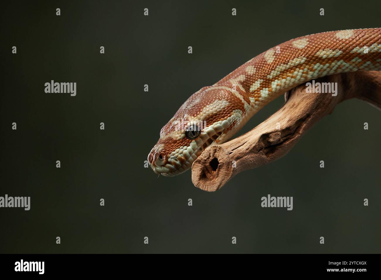 A python is captured with its tongue flicking out, displaying its ...