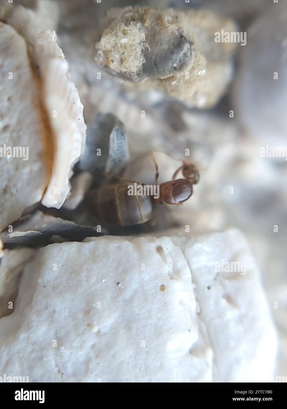 Seaside Rover Ant Obscurior hi-res stock photography and images - Alamy
