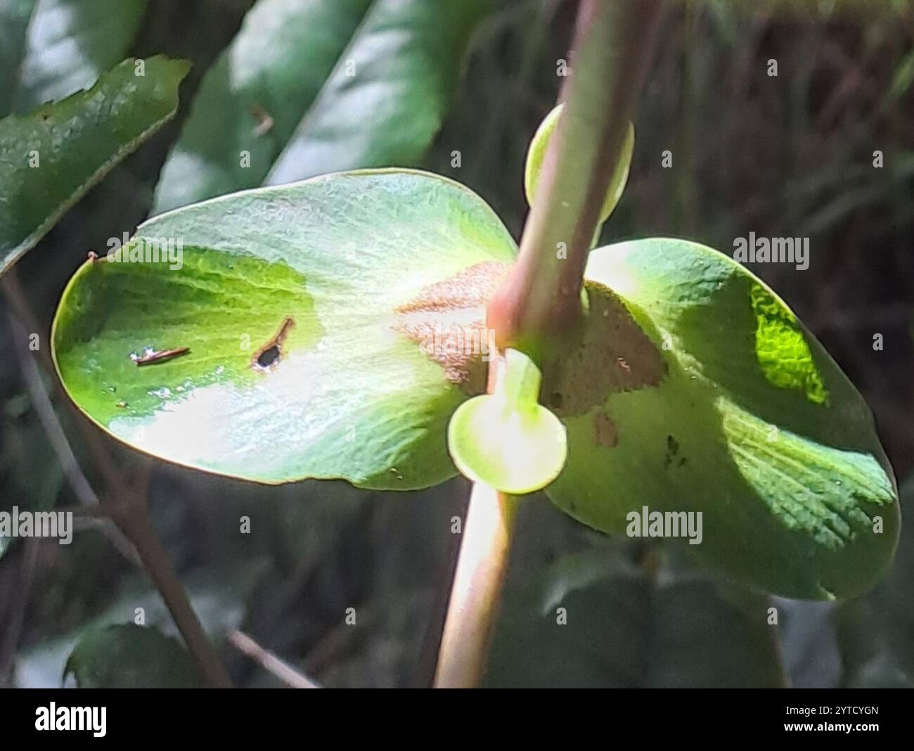 Cunonia capensis hi-res stock photography and images - Alamy