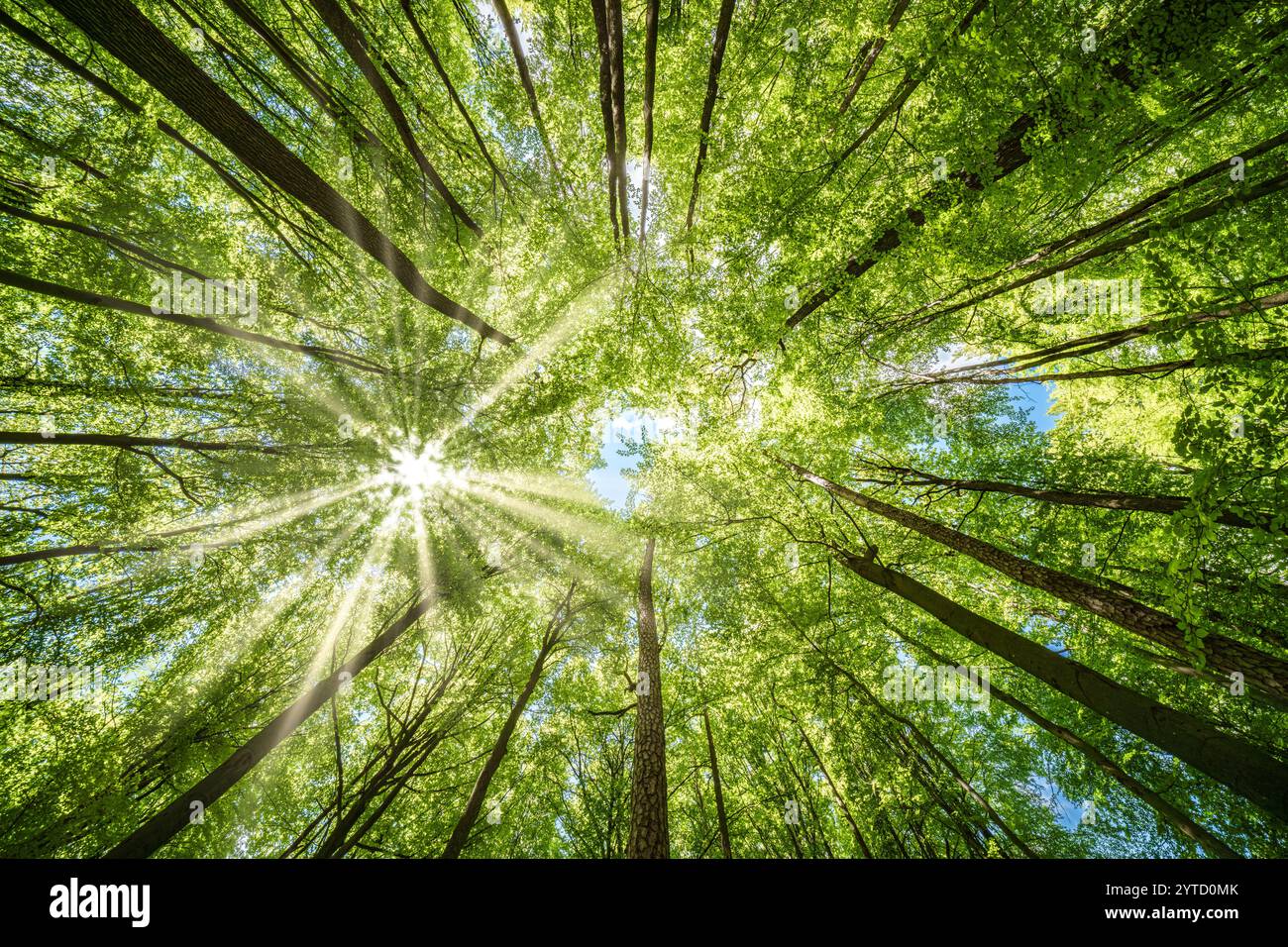 The Radiant Sunlight Soothingly Filtering Through The Lush Green Forest ...