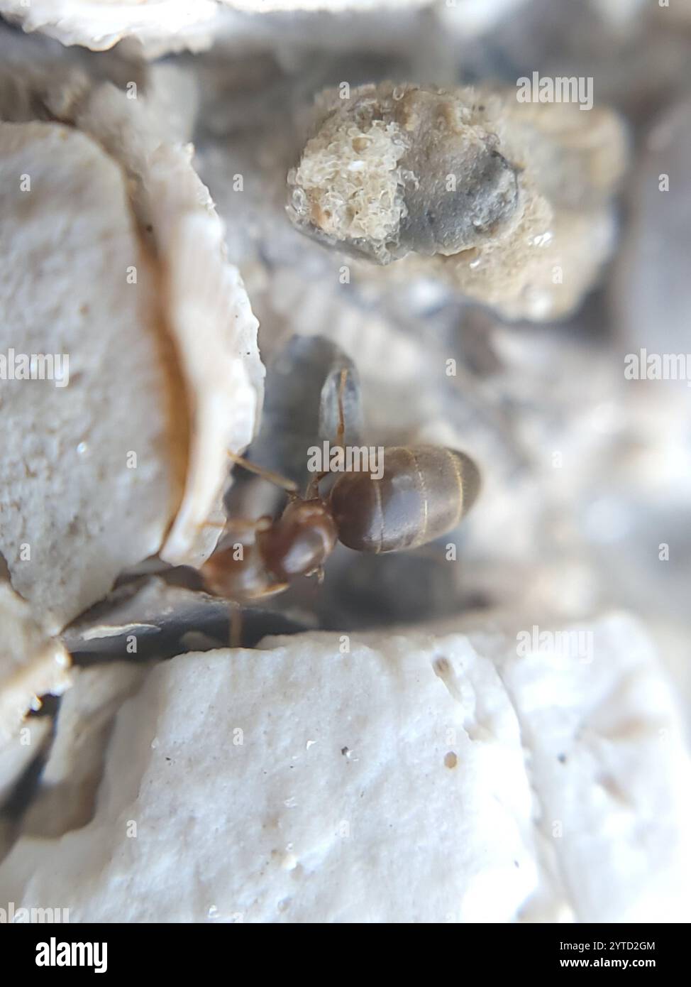 Seaside Rover Ant Obscurior hi-res stock photography and images - Alamy