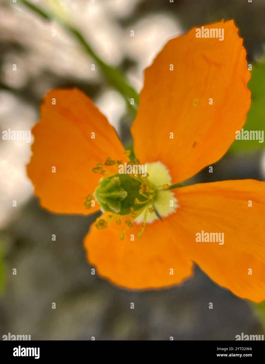Papaver californicum hi-res stock photography and images - Alamy