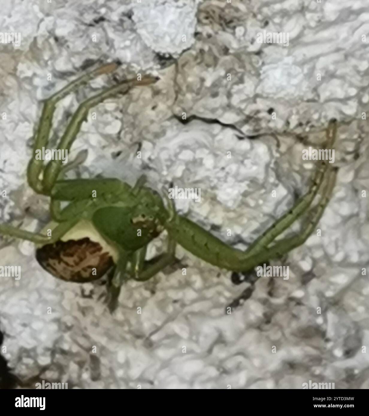 Eurasian Green Crab Spider (Diaea dorsata Stock Photo - Alamy