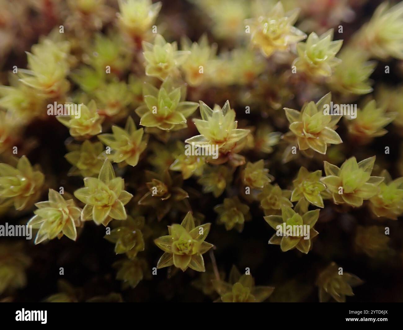 Ptychostomum pseudotriquetrum hi-res stock photography and images - Alamy