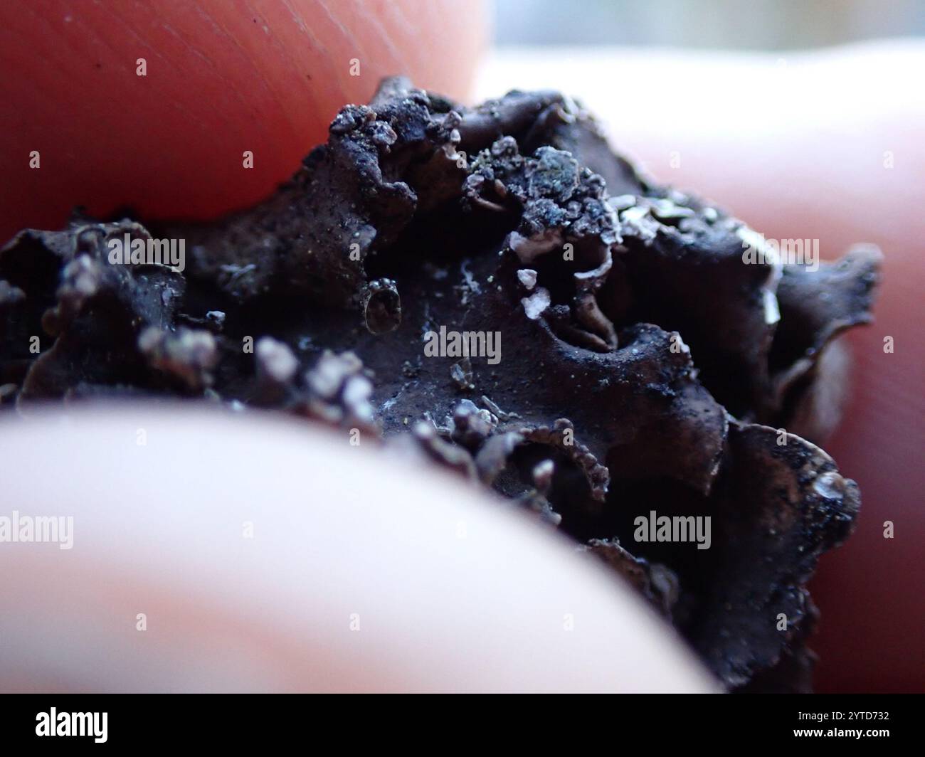 Dermatocarpon hi-res stock photography and images - Alamy