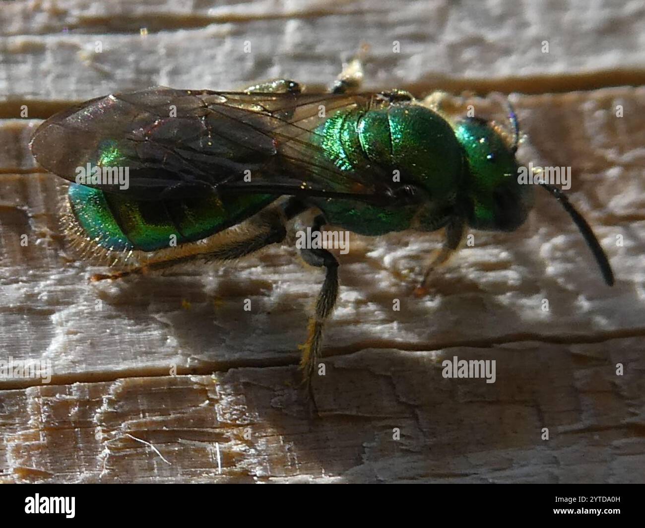 Pure Green Sweat bee (Augochlora pura) Stock Photo