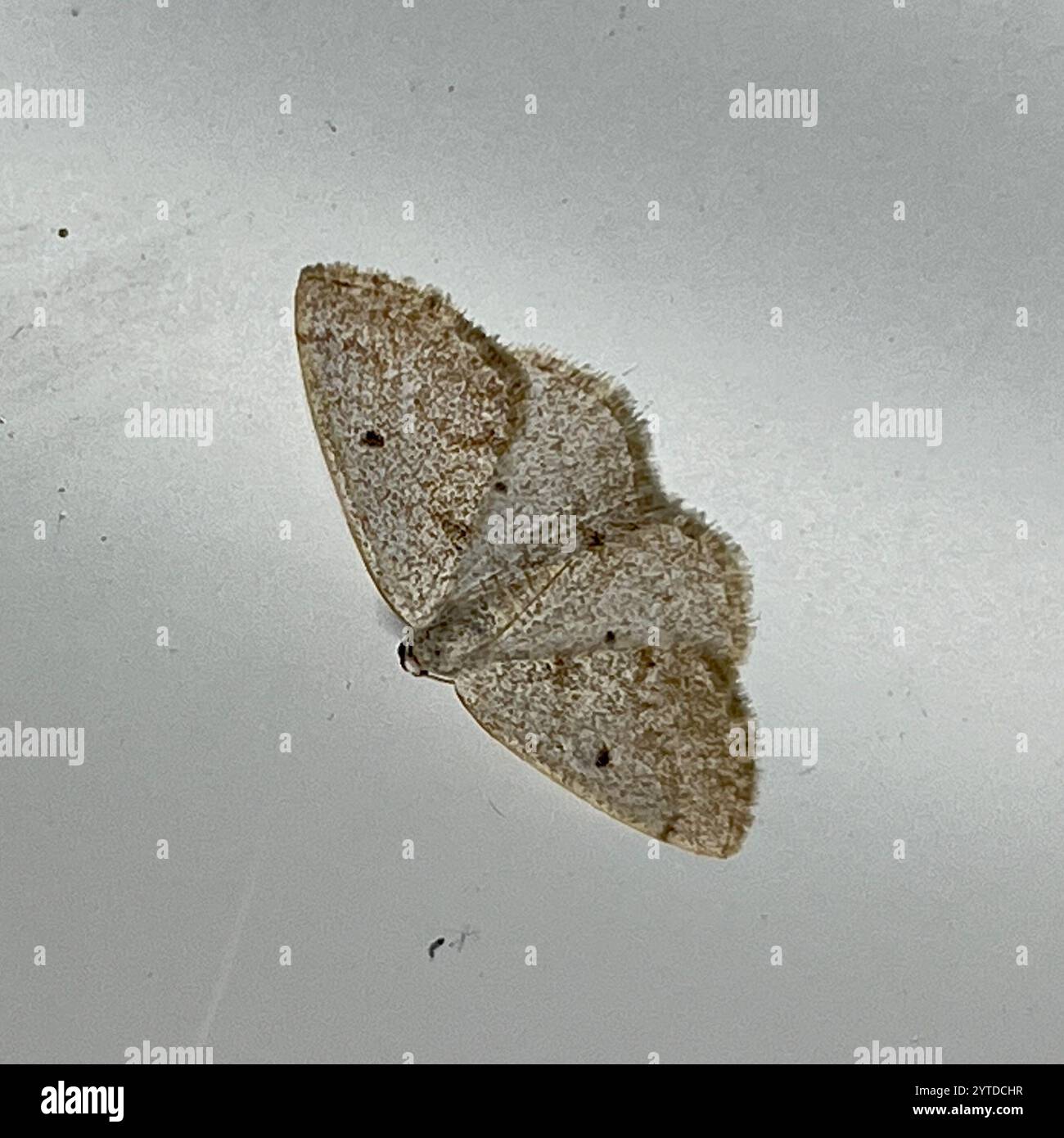 Gray Spring Moth (Lomographa glomeraria Stock Photo - Alamy