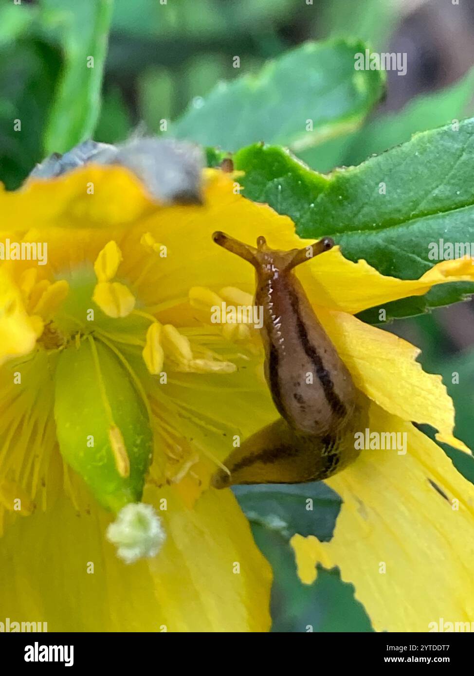 Threeband Slugs (Ambigolimax Stock Photo - Alamy