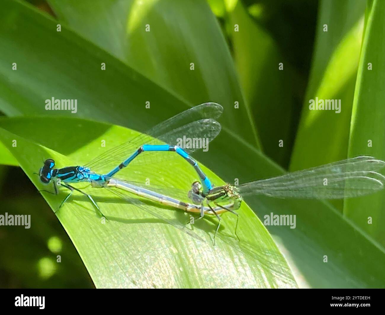 Azure Damselfly (Coenagrion puella Stock Photo - Alamy