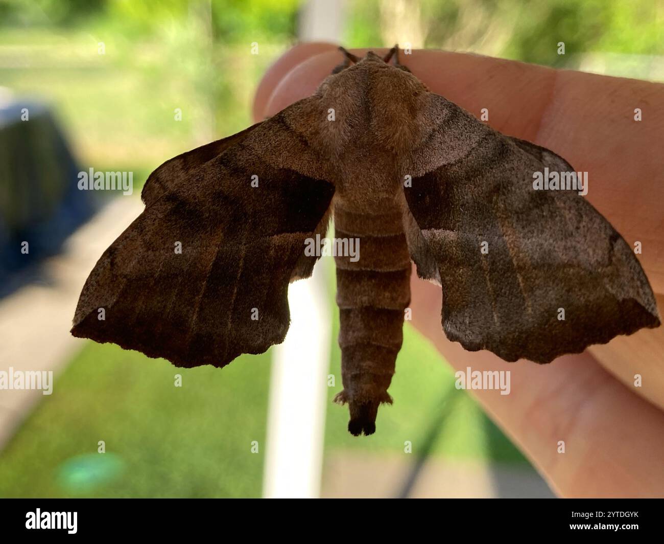 Walnut Sphinx (Amorpha juglandis) Stock Photo