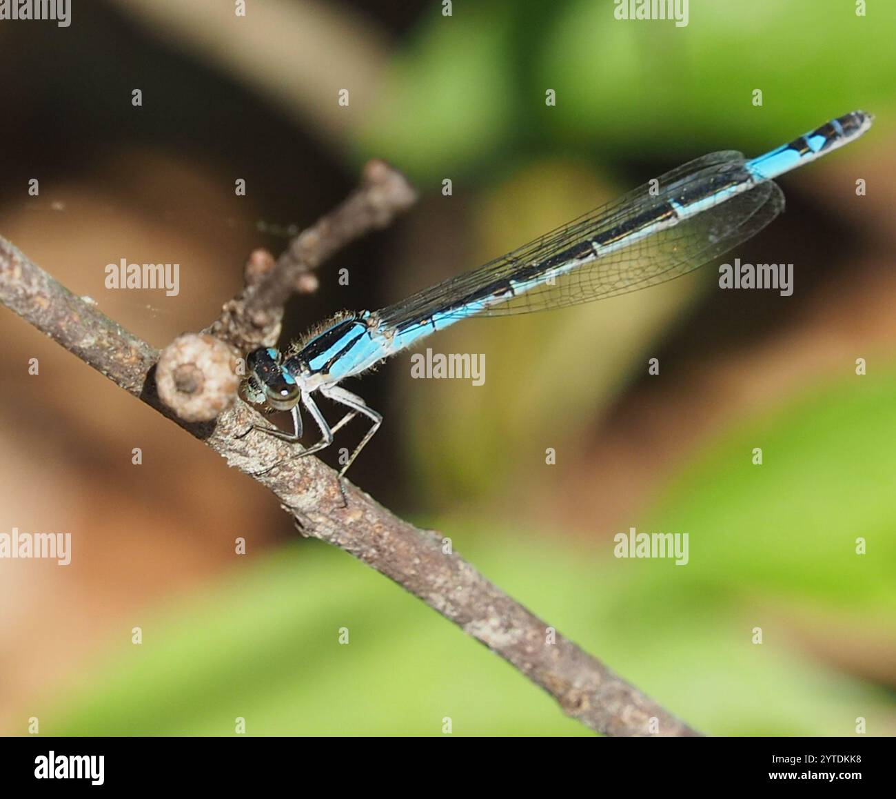 Azure Bluet (Enallagma aspersum Stock Photo - Alamy