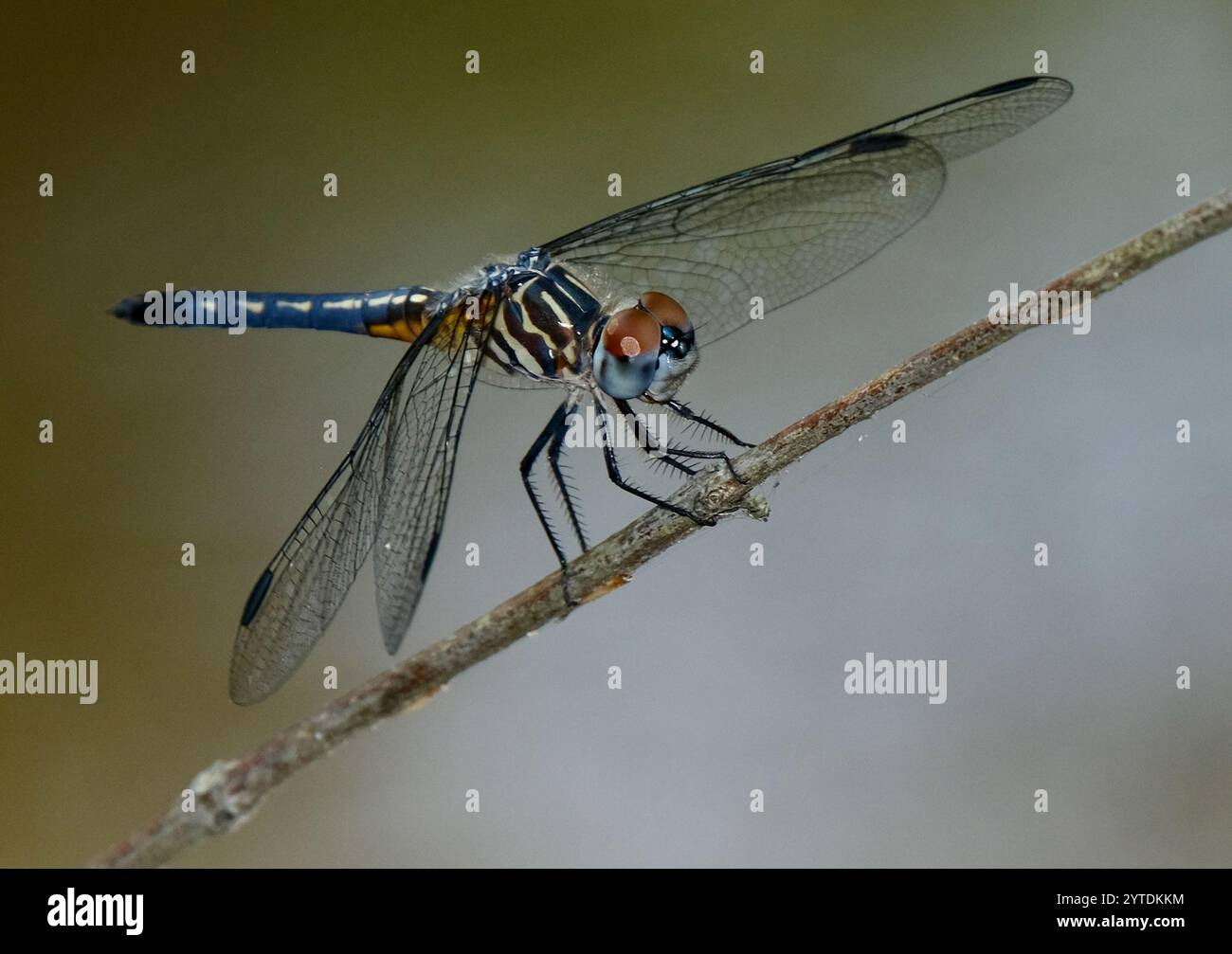 Blue Dasher (Pachydiplax longipennis Stock Photo - Alamy