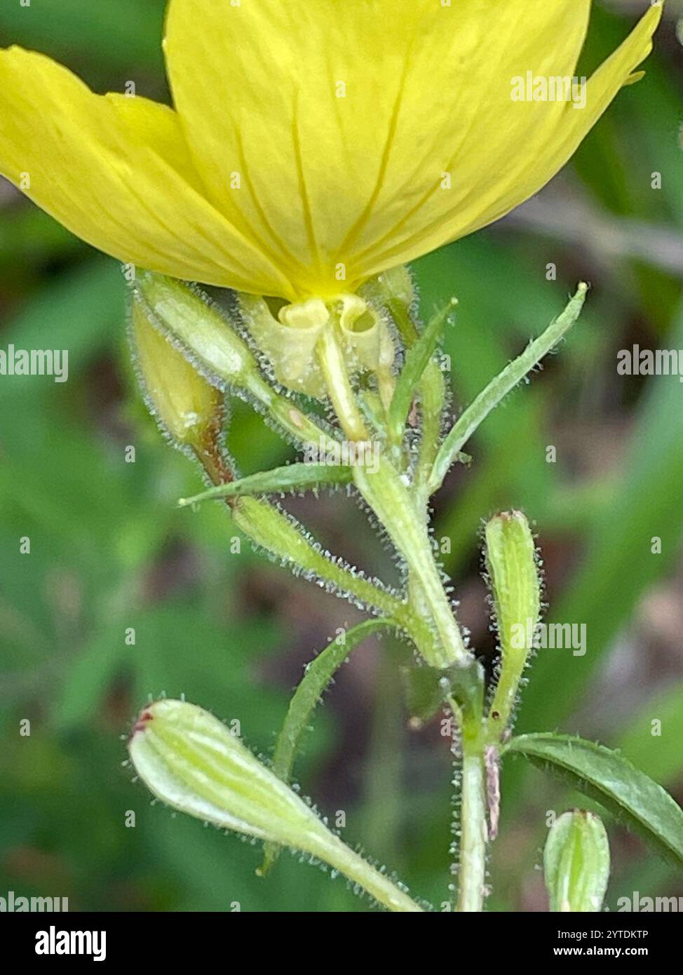Bottom Sundrop Narrow leaved sundrops hi-res stock photography and images - Alamy