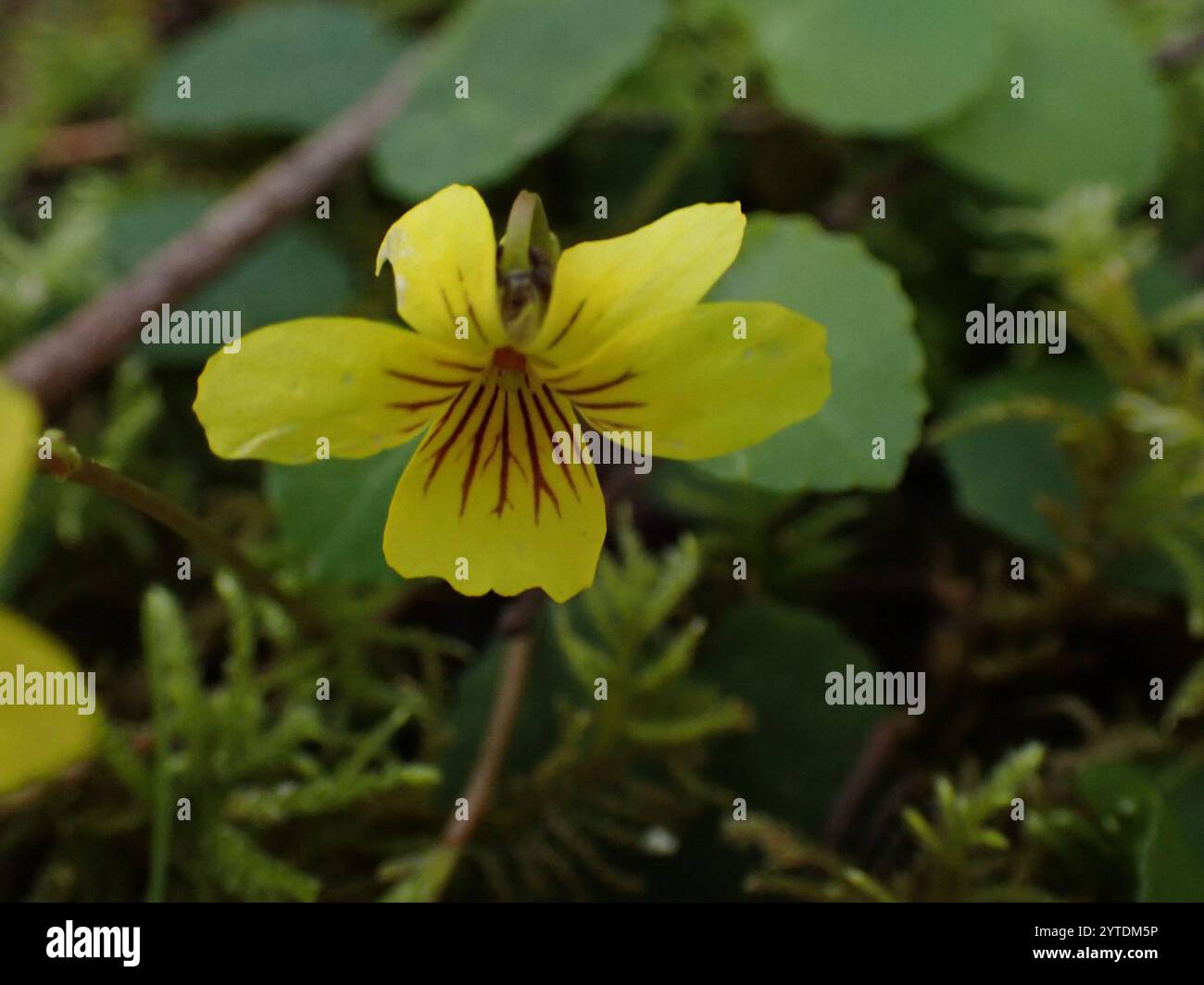 Roundleaf Violet Viola orbiculata hi-res stock photography and images - Alamy