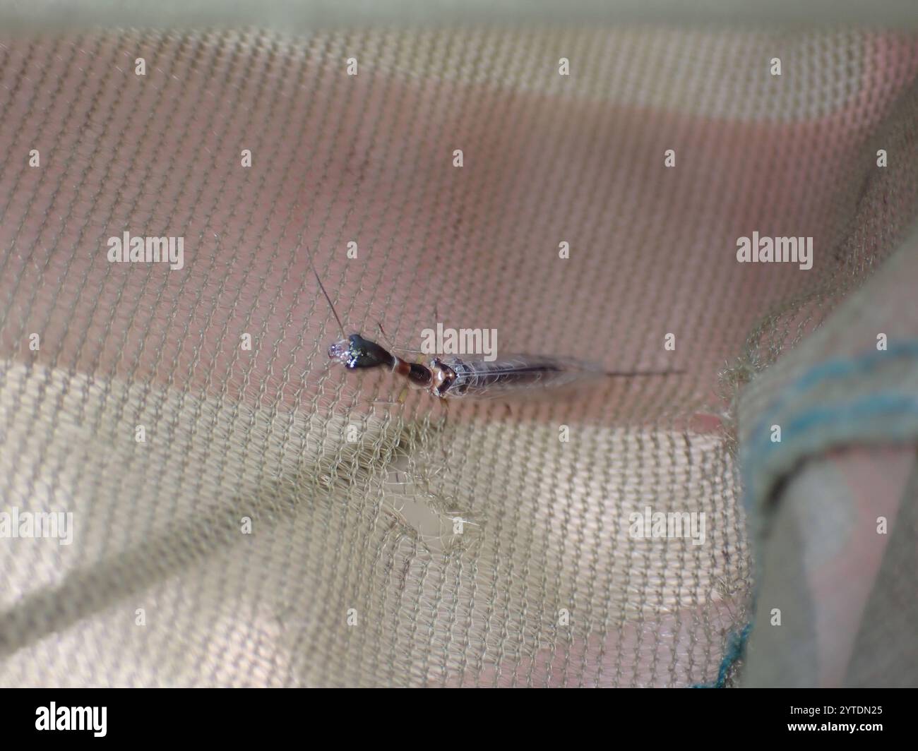 Raphidiid Snakeflies (Raphidiidae Stock Photo - Alamy